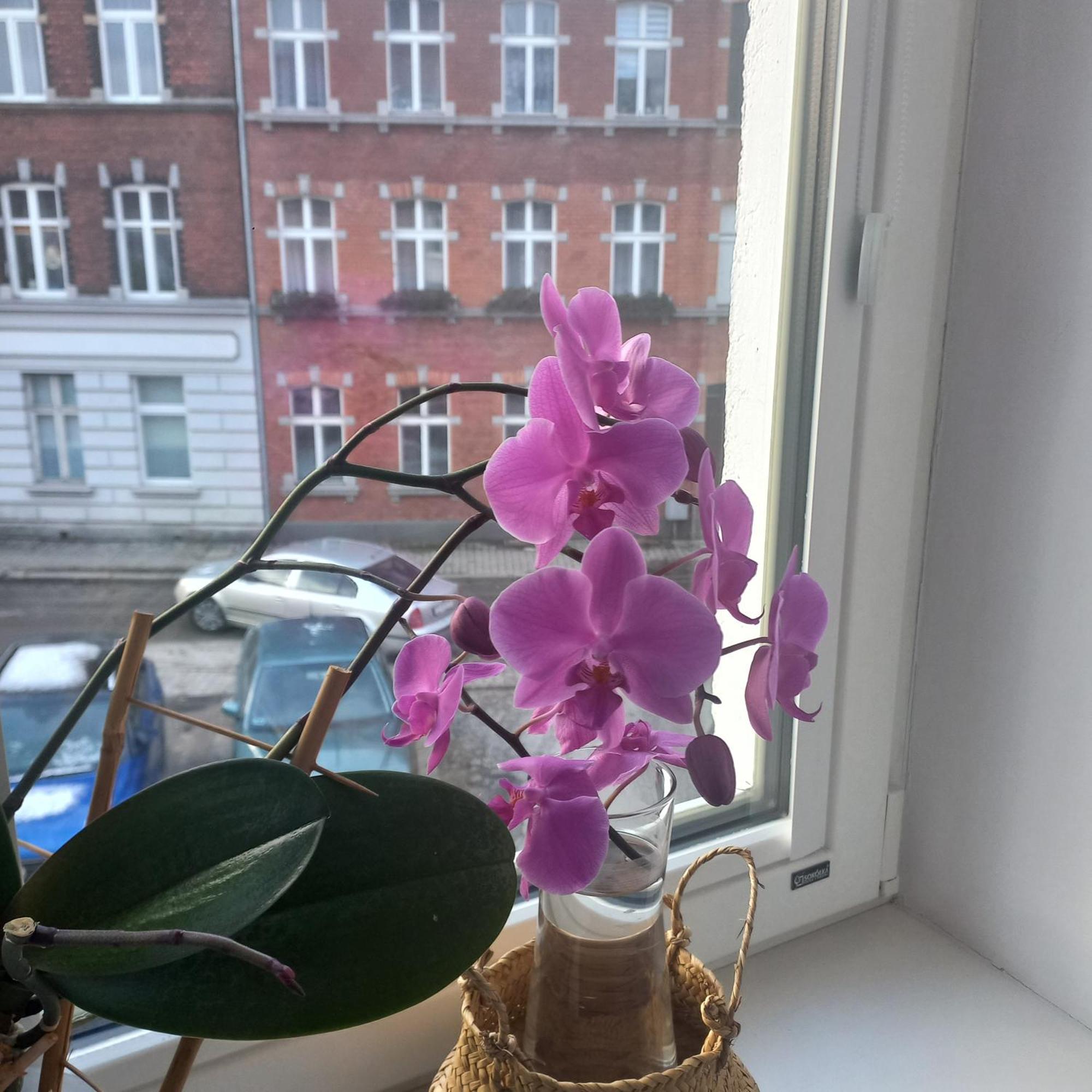 Apartament Prowansalski Z Miejscem Parkingowym Gdańsk Extérieur photo